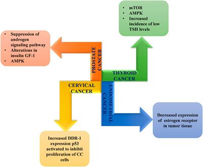 Metformin: Activation of 5′ AMP-activated protein kinase and its emerging potential beyond anti-hyperglycemic action